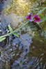 Wasserfee