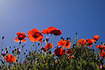 Rotes macht Blau