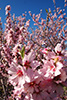 Sinfonie in Rosa