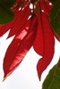 Rote Rhytmen