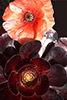 Rotes