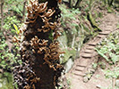 Waldwesen 2