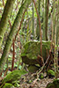 Waldwesen
