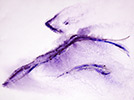 Strömungswesen 1, 24 x 32, 2009